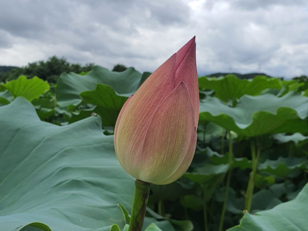 Closeup of lotus flower bud