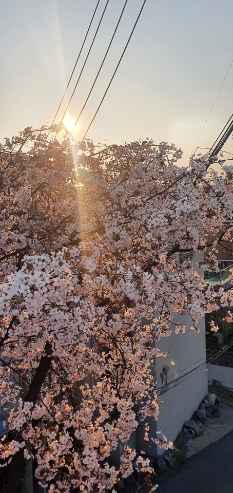 Cherry Blossoms with sunset in background