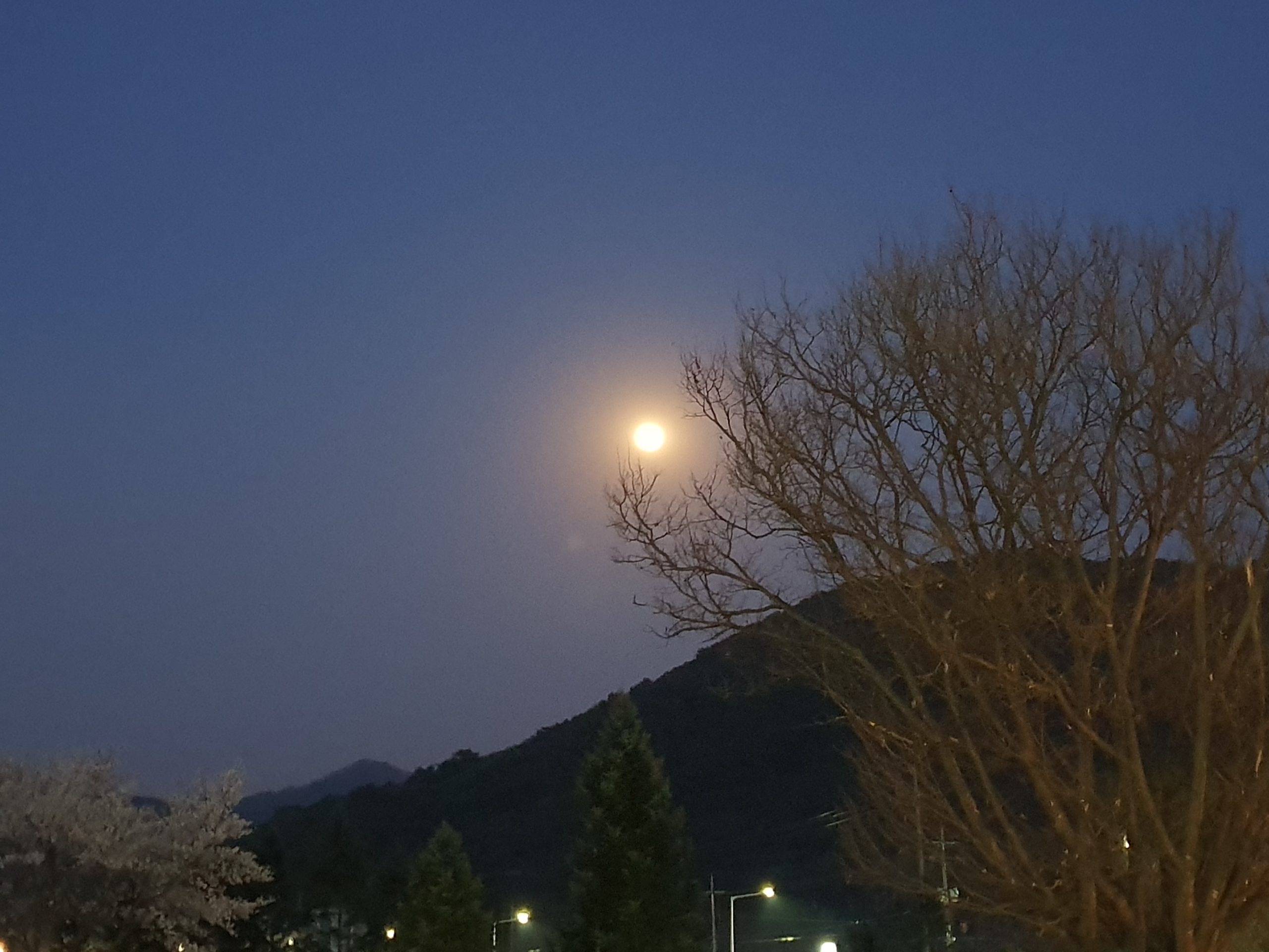 The moon in a dark blue sky with a leafless tree in the foreground