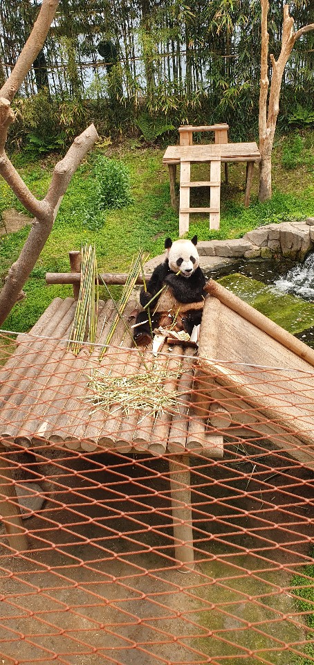 Panda in a zoo enclusure