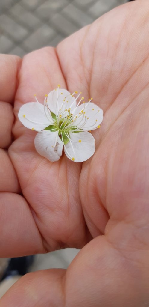 손바닥 위에 놓인 작고 하얀 꽃.